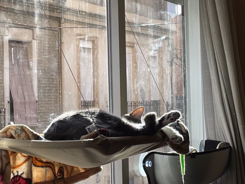 Relaxing cat