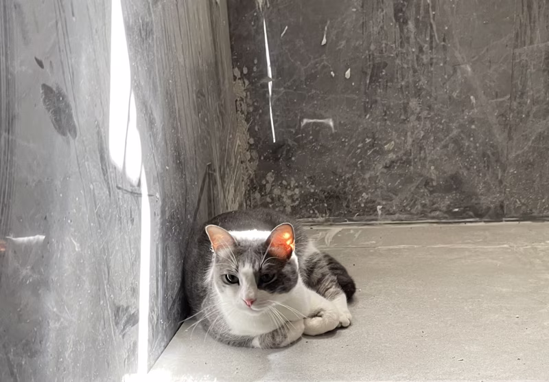 Raw cat