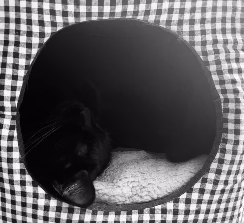 Yin-cat